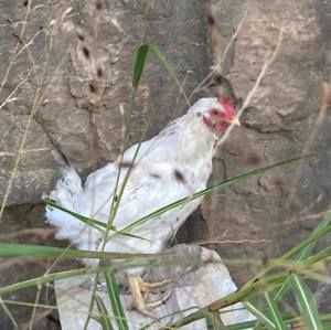 Meet your Posher, Bailey